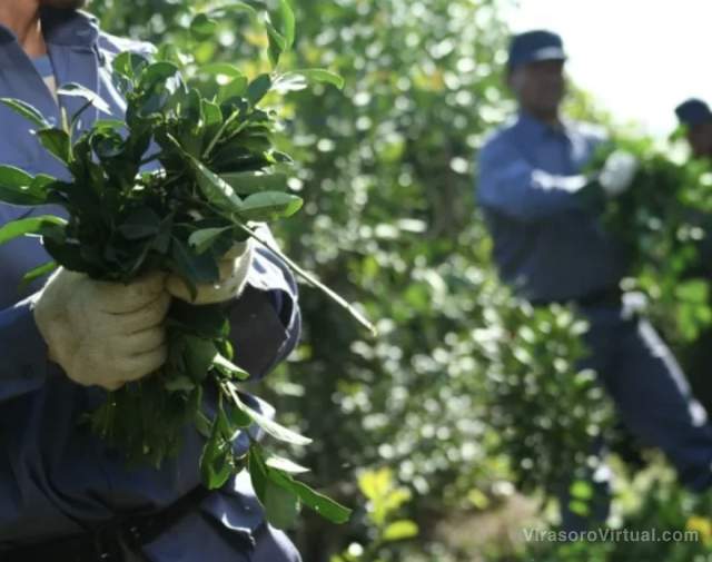 Yerbateros misioneros denuncian que una industria correntina importa yerba molida a granel para evitar controles de calidad